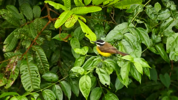 Jolie Kiskadee Oiseau Exotique Perché Regardant Autour Dans Buisson — Video