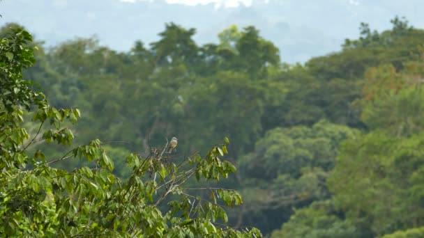 Exotic Bird Perched Blurry Mountainous Background — Stock Video