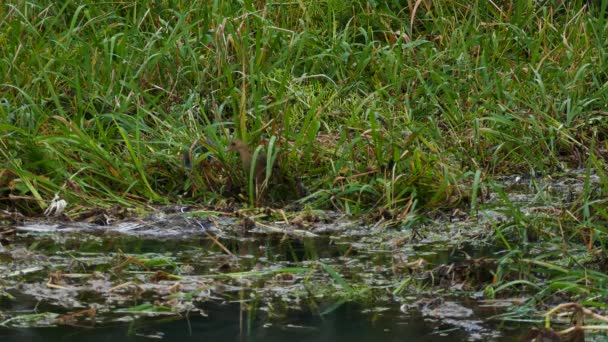 Aquatic Birds Creeping Pond Dawn Panama — ストック動画