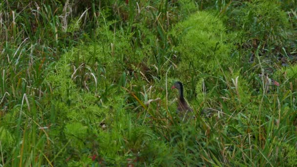 Paire de canards siffleurs à ventre noir dans les étangs du Panama la nuit 