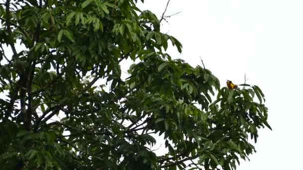 Πορτοκαλί Oriole Πάνω Πλατιά Φυλλώδη Δέντρα Φόντο Συννεφιασμένο Ουρανό — Αρχείο Βίντεο