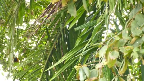 Tropical Orange Bird Flying Palmtree Leaves Panama — ストック動画