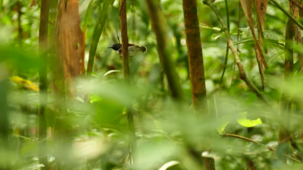 Formigueiro Manchado Vocalizando Enquanto Move Cauda Floresta Tropical Panamá — Vídeo de Stock