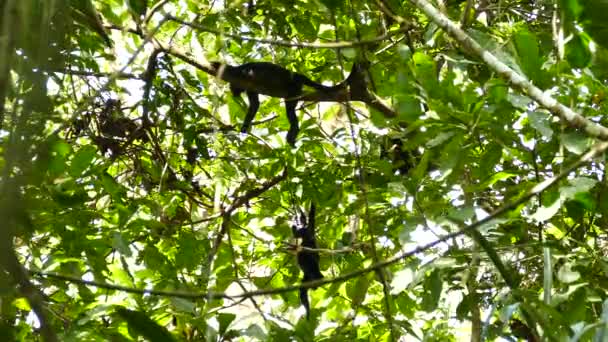 Kelompok Monyet Pelolong Panama Beristirahat Atas Pohon Bawah Sinar Matahari — Stok Video