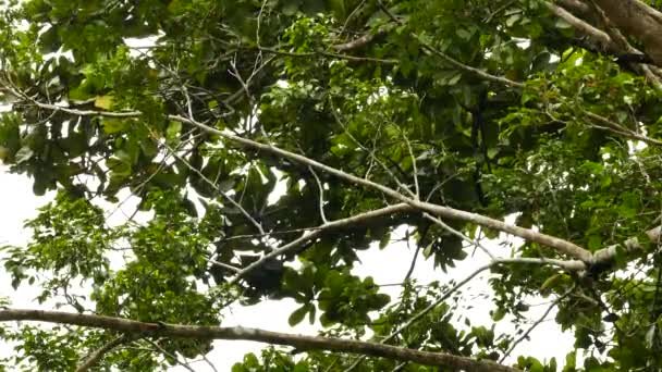 Ζευγάρι Καρίνα Billed Toucan Φωνάζοντας Και Πηδώντας Στα Κλαδιά — Αρχείο Βίντεο