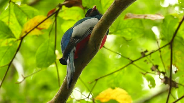 View Trogon Bird Red Chest Long Tail — Stock Video