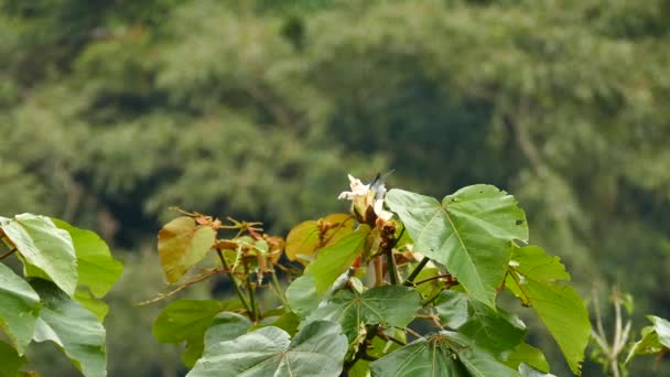 Tanager Gris Azul Apoya Flor Para Alimentarse Ella Naturaleza — Vídeos de Stock