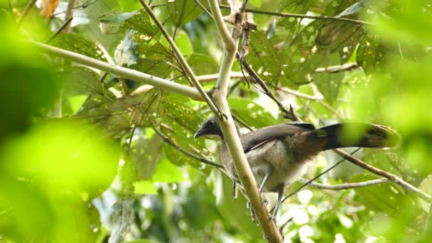 Uzun Boyunlu Kuyruklu Chachalaca Kuşu Vahşi Doğada Duruyor — Stok video