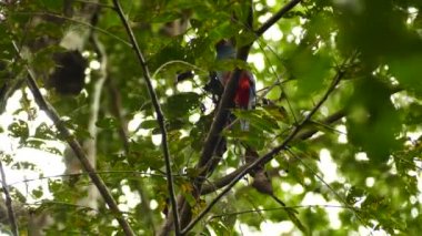 Trogon, Panama 'da hafif rüzgar gününde tepemizde tünedi.