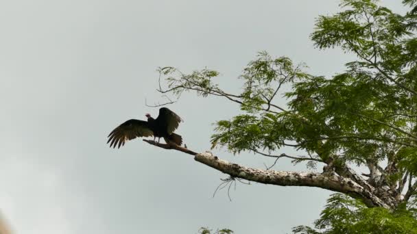 칠면조 대머리 수리는 나뭇가지에 늘여서 날개를 말린다 — 비디오