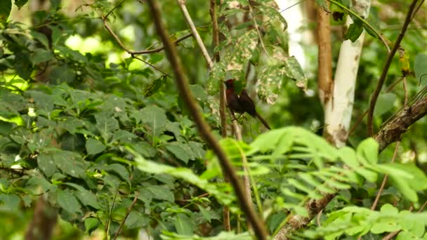 Πουλί Κόκκινο Λαιμό Ανεβαίνει Ένα Κλαδί Στο Τροπικό Δάσος Του — Αρχείο Βίντεο