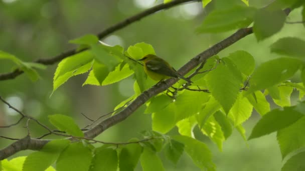 Dwa Podobne Wizualnie Ujęcia Błękitnoskrzydłego Ptaka Lesie Liściastym — Wideo stockowe