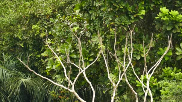 在巴拿马森林线附近的树上发生的各种鸟类 — 图库视频影像