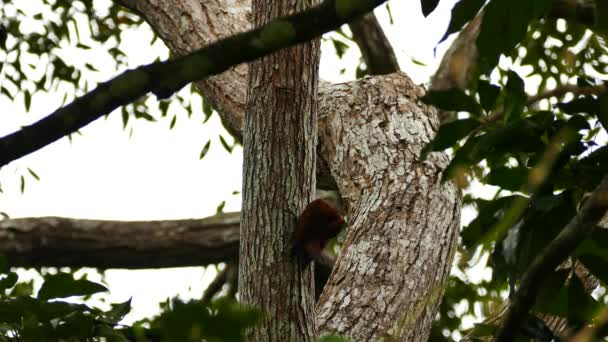 Cinnamon Burung Pelatuk Memanjat Perlahan Lahan Saat Mencari Makanan — Stok Video