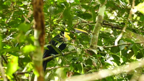 Prachtige Exotische Toekan Panama Bewegend Hoofd Achter Bladeren — Stockvideo