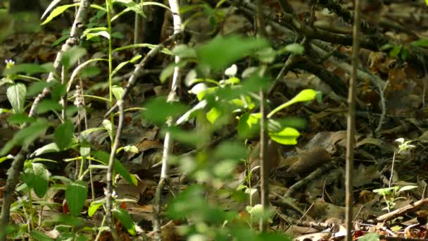 Теневая Лесная Почва Несколькими Солнечными Лучами Сияющими Птице Поднимающей Листья — стоковое видео