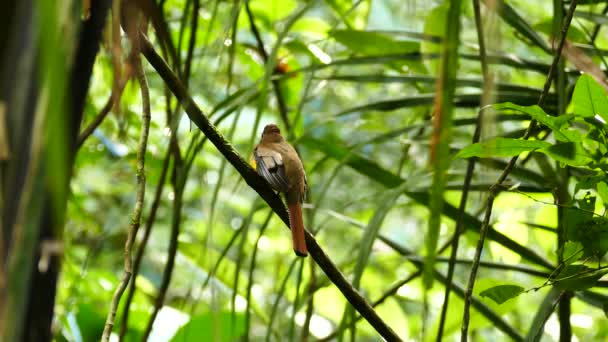 Trogon Pássaro Empoleirado Voando Para Longe Floresta Tropical Panamean — Vídeo de Stock