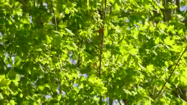 Blackburnian Warbler Πουλί Κλονίζεται Από Ισχυρούς Ανέμους Κατά Την Άνοιξη — Αρχείο Βίντεο