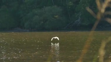 Beyaz balıkçıl kıyılarına inmeden önce su kütlesi üzerinde alçaktan uçar.