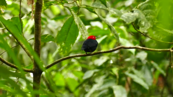 Extended Shot Red Capped Manakin Perched Twisting 180 — Stock Video