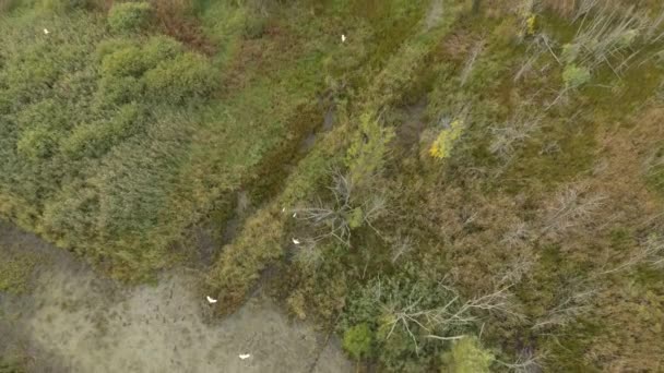 Beautiful Wetlands Canada Viewed Drone White Egret Birds Flying — Stock Video