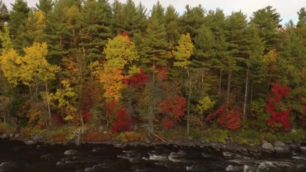 Drone Elevándose Doblando Cámara Hacia Abajo Mostrando Árboles Otoño Río — Vídeos de Stock