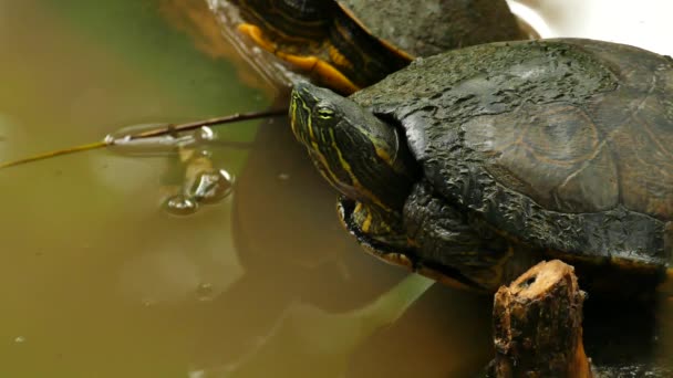 乌龟的大头照 它把头伸进水里 然后飞出水面 — 图库视频影像