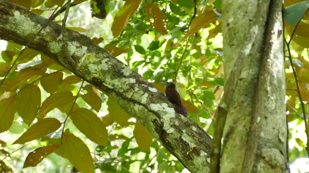 Madera Enredadera Aseo Árbol Maduro Selva Despega — Vídeos de Stock