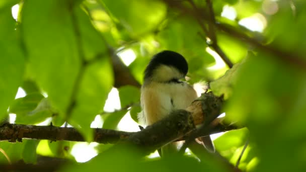 Extended Shot Chickadee Grooming Preening Feathers Shadowy Tree — Stock Video
