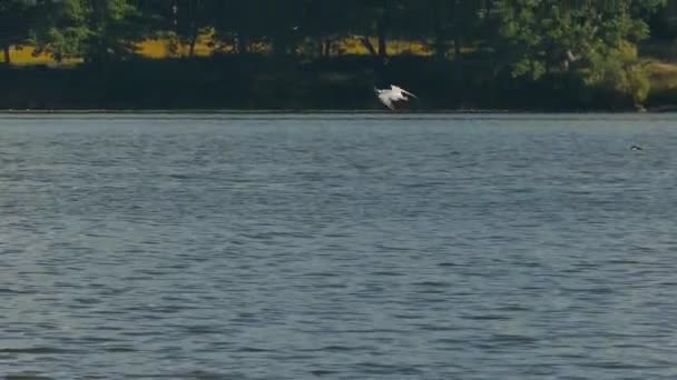 Tern Volando Bajo Sobre Agua Llena Otras Aves Orilla Arenosa — Vídeo de stock