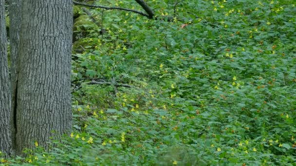 Fint Blommigt Fält Sommaren Med Otydliga Fåglar Som Producerar Rörelse — Stockvideo