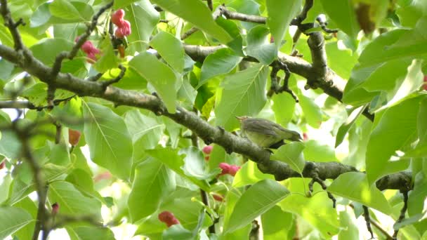 Ugn Fågel Uppflugen Magnolia Träd Med Stora Ljusa Gröna Blad — Stockvideo