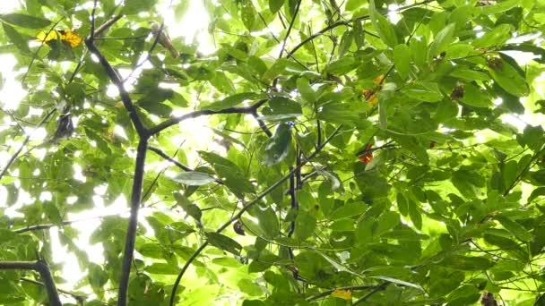 Buff Throated Saltator Bird Hopping Away Sunny Day — Stock Video