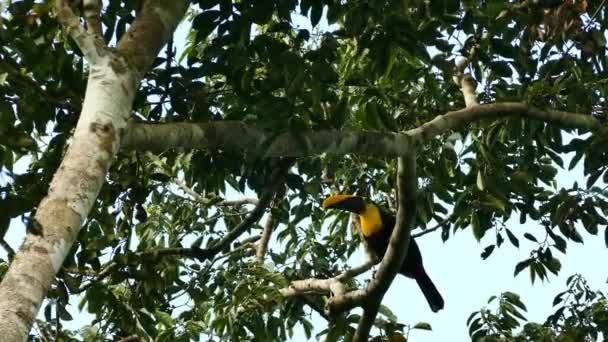 Kastanien Unterkiefer Tukan Hüpft Altem Baum Davon — Stockvideo