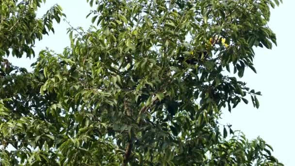 Castanha Mandibled Toucan Árvore Panameana Parte — Vídeo de Stock