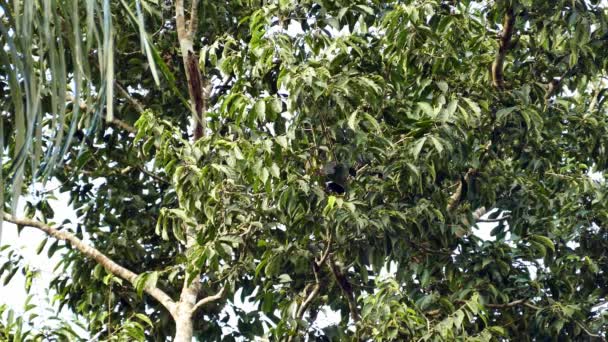Каштановый Тукан Прыгающий Густыми Листьями Деревьев — стоковое видео