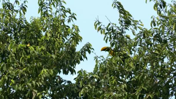 Vacker Toucan Uppe Toppen Ett Träd Flyger Iväg Nedåt — Stockvideo
