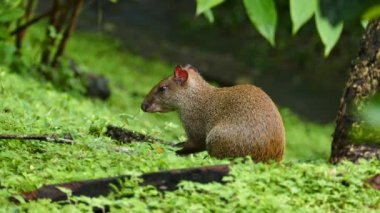 Orta Amerika agouti 'nin yakın planda beslenmesinden iki tane.