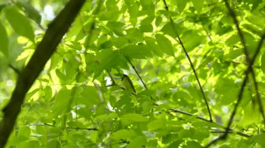 Kapüşonlu bir bülbülün vahşi doğada bir dakikalık görüntüsü.