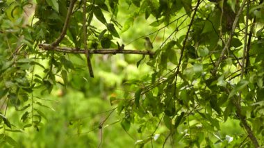 Sinek avcısı tipinde bir kuş uçuyor ve aynı noktaya geri dönüyor.