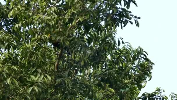 Toekan Vogel Hoppen Binnen Grote Brede Bladboom Panama — Stockvideo