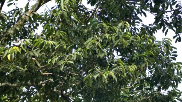 Exotic Toucan Foraging Broad Leaf Tree Panama Part — Stock Video