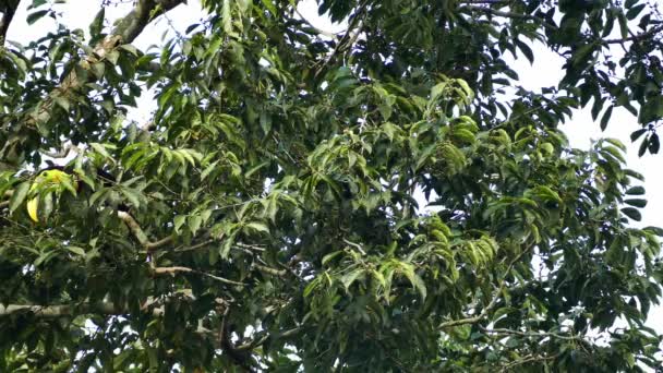 Exotic Toucan Foraging Broad Leaf Tree Panama Part — ストック動画