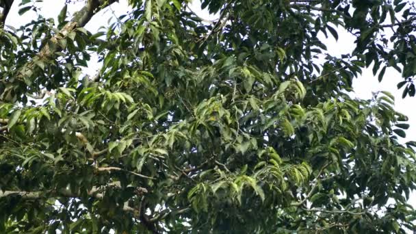 Exotic toucan foraging in broad-leaf tree in Panama - partie 1 de 4 