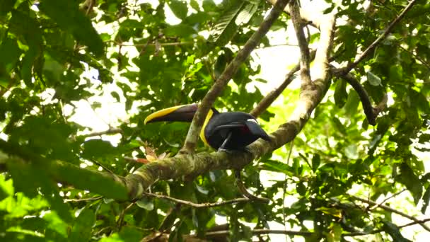 Όμορφο Εξωτικό Πουλί Toucan Πετούν Μακριά Ψηλά Ένα Τροπικό Δέντρο — Αρχείο Βίντεο