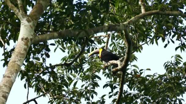 Toucan Que Move Conta Grande Velocidade Constante Observando Redor — Vídeo de Stock