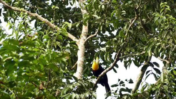 Slående Toucan Hoppar Upp Ett Träd Med Hundra Myror Bär — Stockvideo