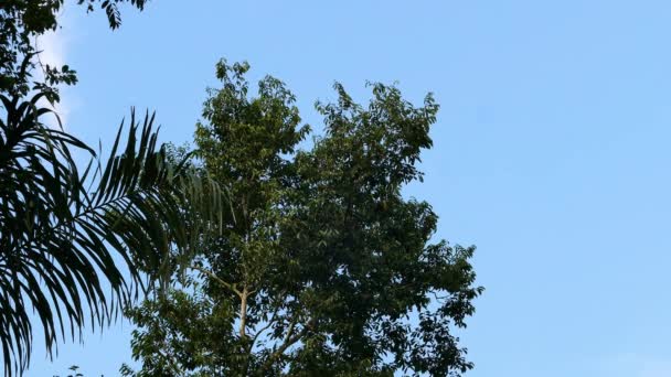 Широкий Знімок Високого Дерева Тукан Його Вершині Блакитному Небі — стокове відео