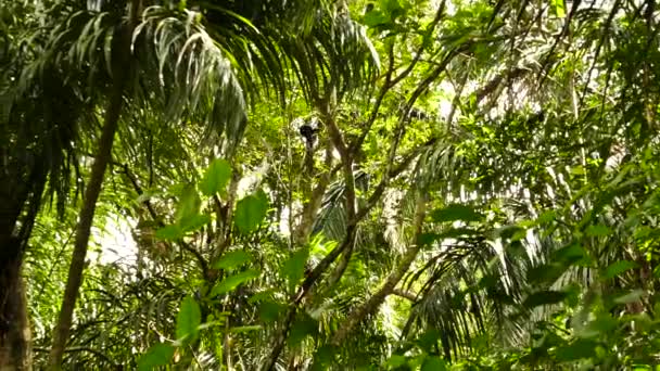 Tydlig Bild Capuchin Apa Duo Rör Sig Över Regnskogen — Stockvideo