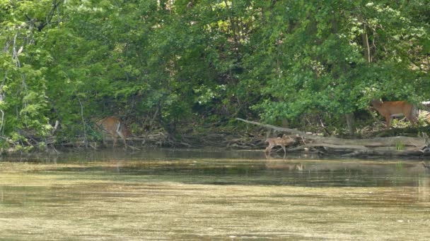 Dois Fawns Dois Cervos Adultos Prosperam Canadá Enquanto Aves Movem — Vídeo de Stock